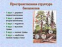 Пространственная структура биоценозов