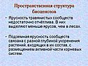 Пространственная структура биоценозов