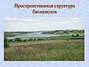 Пространственная структура биоценозов