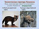 Экологическая структура биоценоза Виды, выполняющие одни и те же