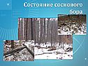 Состояние соснового бора