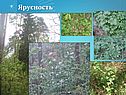 Ярусность