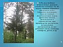 Ель