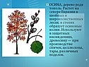 Осина