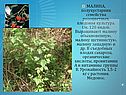 Малина