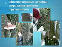 Хвойные деревья