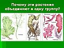 Почему эти растения объединяют в одну группу