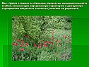 Вид - группа сходных по строению, процессам жизнедеятельности особей