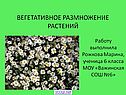 Вегетативное размножение растений