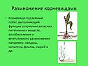 Размножение корневищами