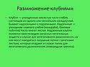 Размножение клубнями