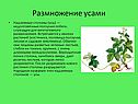 Размножение усами