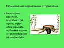 Размножение корневыми отпрысками