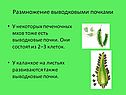 Размножение выводковыми почками