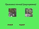 Прививка почкой (окулировка)