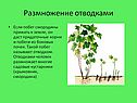 Размножение отводками