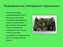 Размножение листовыми черенками