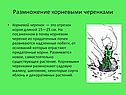 Размножение корневыми черенками