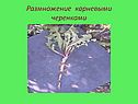 Размножение корневыми черенками
