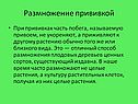 Размножение прививкой