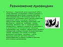 Размножение луковицами