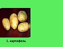 Картофель