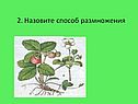 Назовите способ размножения