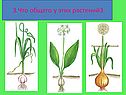 Способы вегетативного размножения растений