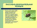 Пассивно-оборонительная реакция