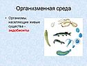 Организменная среда
