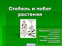 Стебель и побег растения