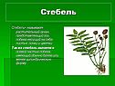 Стебель