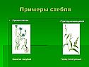 Примеры стебля