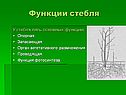 Функции стебля