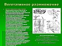 Вегетативное размножение