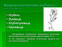 Видоизменения побега