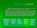 Почка