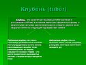 Клубень (tuber)
