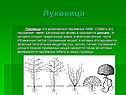 Луковица