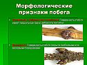 Стебель