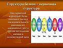 Структура белков – первичная структура