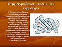 Структура белка – третичная структура