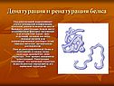 Денатурация и ренатурация белка
