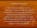 Строение белков