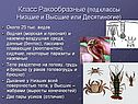 Класс Ракообразные (подклассы Низшие и Высшие или Десятиногие)
