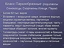 Класс Паукообразные (подклассы: Сенокосцы, Скорпионы,Клещи, Пауки)