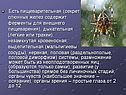 Есть пищеварительная (секрет слюнных желез содержит ферменты для