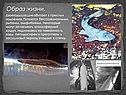 Строение двоякодышащих рыб