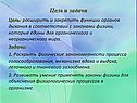 Функции органов дыхания