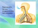 Строение дыхательной системы человека